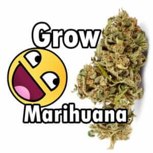 Guía cultivo de marihuana