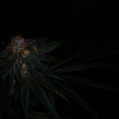 Oscuridad en el cultivo de marihuana
