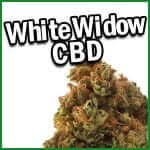 cogollos white widow CBD