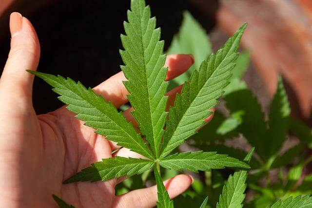 hojas planta cannabis