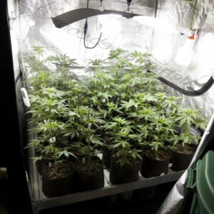 Kits de cultivo marihuana